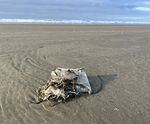This decaying plastic litter on the beach at Newport, Ore., is on its way to becoming microplastic pollution.