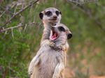 Photo d'Emmanuel Do Linh San de deux suricates dans la réserve animalière de Kalahari Trails en Afrique du Sud.