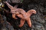 Deflated ochre stars in Puget Sound showing signs of sea star wasting disease, which has infected 20 species of starfish from Mexico to Alaska. 