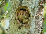 Mark Schocken's photo of two Eastern screech owls squeezed into a nest hole in Florida.