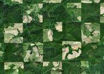 Satellite image of the patchwork O&C lands near Roseburg. The greener, more densely forested squares are the BLM-administered O&C lands. The other squares are private land.