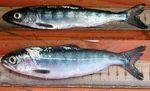 A new study of the effects of warm water on Chinook salmon found that fish tended to  experience slower growth during warm ocean conditions (upper fish) and higher growth during cold ocean conditions (lower fish).