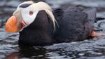 Tufted puffins live most their lives at sea, only coming near the shore to nest on sea rocks during the summer mating season.