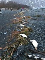 On Jan. 1-2, 2016, 6,540 common murre carcasses were found washed ashore near Whitter, Alaska, translating into about 8,000 bodies per mile of shoreline — one of the highest beaching rates recorded during the mass mortality event.