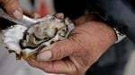 Pacific Oysters are most vulnerable to corrosive waters during their first few days of life at the time when forming shells are critical to their survival.