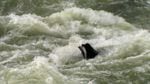 Sea lions below Willamette Falls ate a quarter of a threatened winter steelhead run in 2017. Biologists say that level of predation puts the fish at risk of extinction.