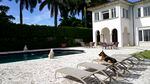 A German shepherd sits poolside on a lounge chair at a mansion in Miami.