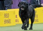 FILE - Memo, a Labrador retriever, competes in the sporting group during the 142nd Westminster Kennel Club Dog Show, at Madison Square Garden in New York, Feb. 13, 2018. The American Kennel Club’s annual popularity rankings come out Tuesday, March 15, 2022, and Labrador retrievers are the top dog. (AP Photo/Mary Altaffer, File)