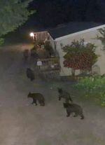 A surveillance camera captures a mother bear leading her three cubs by a rural home near Eugene in early May 2023.
