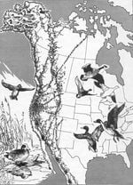 A depiction of the Pacific Flyway route.