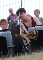 A Northern Harrier bird flies out of a carrier in front of a crowd.