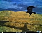 A raven flies by a trail camera near bait that researcher Lindsey Perry placed.