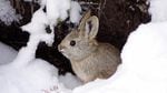Biologists are now trying to breed pygmy rabbits in the wild. So far biologists have found around 90 burrows this winter. Penny Becker says the DNA samples have shown more than 40 individual rabbits. 