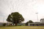 A large Oregon myrtle tree grows in the end zone at Myrtle Point High School in Myrtle Point, Oregon.