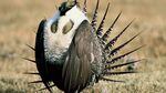 A male great western sage grouse.