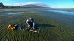 OSU researcher Caitlin Magel takes samples from an eelgrass bed in Netarts Bay, OR.