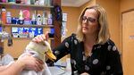 A veterinarian examines a rescued Pekin Duck with an infected eye at her veterinary clinic.