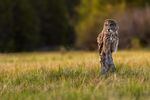 A great grey owl perches in a forest meadow, listening.