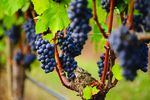 Oregon wine grapes