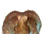Poulpe Octopus cyanea Spécimen n° 29 ;  le manteau mesure 2 pouces de long;  Plongez à Gizo, Ghizo Island, Îles Salomon