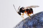 Researchers at Oregon State University recently won permission to use a species of parasitic wasp to control the population of an invasive fruit fly that causes hundreds of millions of dollars worth of damage to agricultural crops in Oregon and the rest of the U.S.