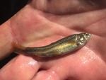 The Foskett speckled dace, a minnow native to Foskett Spring in Lake County, Ore., was recently removed from the endangered species list.
