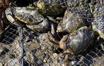 Green crabs are an invasive species on the Oregon coast.