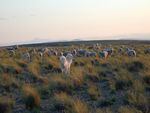 Sheep graze on Imperial Stock Ranch rangeland.