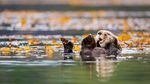 A sea otter in the waters off Vancouver Island
