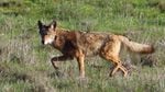 A file photo of a coyote. The group behind Idaho's controversial coyote- and wolf-shooting derby in 2013 is seeking to expand the event for this winter. 