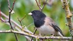 Dark-eyed junco. It's one of the many birds counted in the 2014 Great Backyard Bird Count.