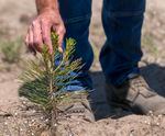 A small ponderosa pine seedling, June 29, 2023, planted in the spring of 2022 on Green Diamond land in the Klamath Basin. Green Diamond has forest carbon projects covering 751,000 of its 2.2 million acres.