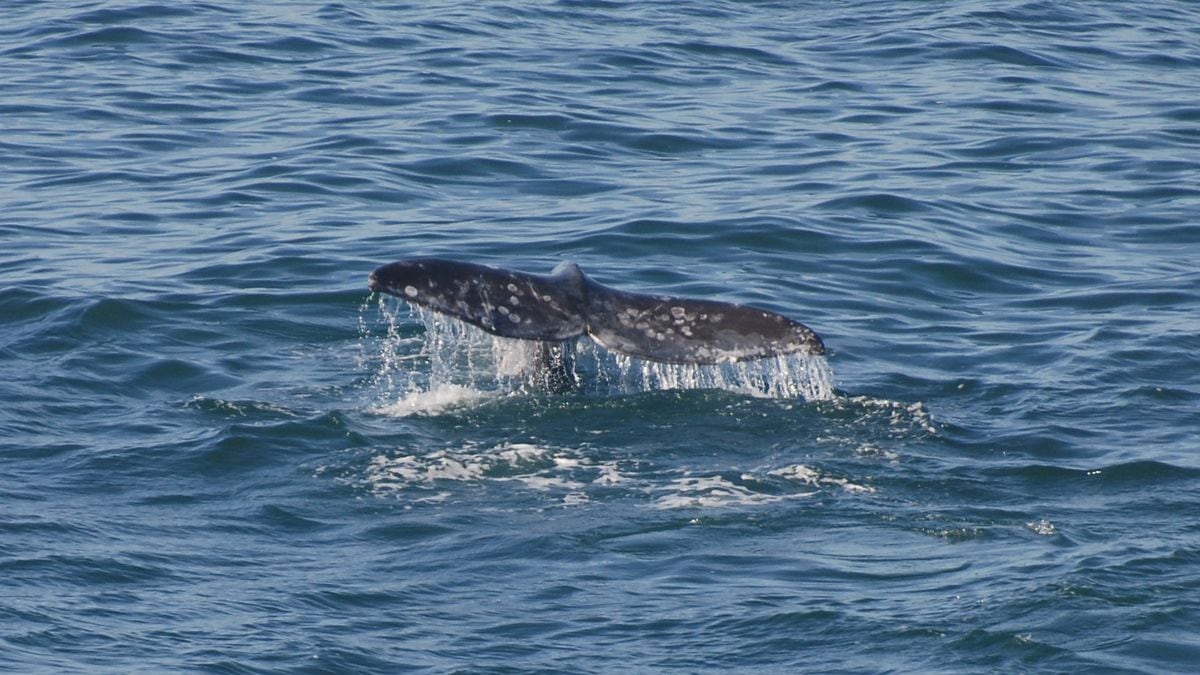 December whale watching tradition resumes at the Oregon Coast