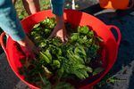 Leal Abbatiello, 14, washes arugula in a bucket at his home in Alexandria, Virginia on April 30, 2022.