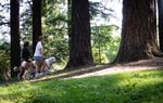 Two women walking a large, fluffy dog among tall trees.