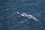 Leigh Torres, a marine mammal researcher at Oregon State University, spotted a grouping of blue whales offshore of Bandon, Oregon, during a U.S. Coast Guard chopper ride-along in mid-July.