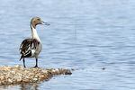 A Northern Pintail looks for food at Malheur Lake on the Malheur National Wildlife Refuge.