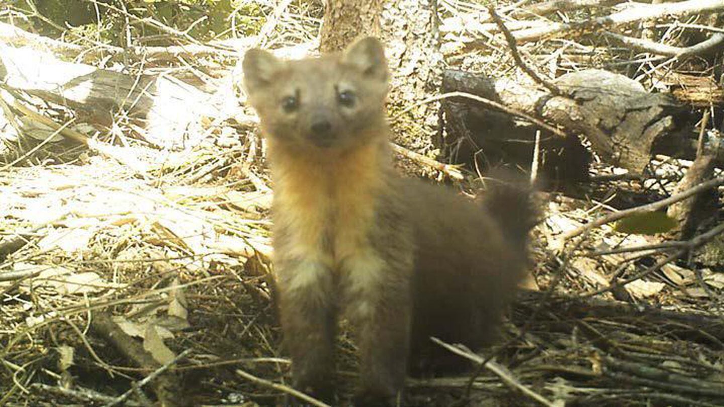 Conservation Groups Call For A Ban On Trapping Rare Martens - OPB
