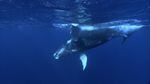 A humpback whale calf off the Atlantic coast.