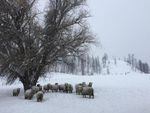 About 16 pregnant ewes lounge beneath a lone tree on McFarland Creek Lamb Ranch in Methow, Washington.