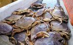 In some areas off the Oregon Coast, Dungeness crab, shown here in this May 17, 2022 file photo, must be gutted by a licensed Oregon Department of Agriculture seafood processor and cannot be sold whole.