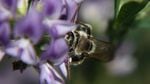 The alkali bee has to "trip" the alfalfa flower's lower petal to access its pollen, receiving a floral bop on the head from the stamen.