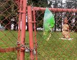 The gate to the Chemawa Cemetery is locked and adorned with flowers on March 22, 2022.