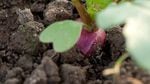 A radish pokes its crown out of the soil.