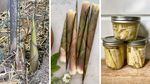 Bamboo shoots growing out of the ground, chopped on a board and in canning jars.
