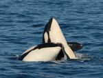 A new study finds that orca mothers still feed their adult sons. It's a bond that may come with costs, researchers say.
