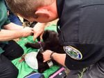 Ben Maletzke fits Cinder the Bear with a GPS collar.