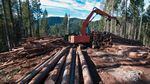 A contractor sorts logs on Oregon Board of Forestry land in southern Oregon. 