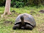 Tortoise shells like the one shown on this giant tortoise on Santa Cruz Island in the Galapagos have been found to contain evidence of nuclear events on landscapes from Nevada to Fukushima.