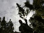 FILE - In this Oct. 12, 2016 file photo, a worker removes a branch from a marijuana plant at a legal marijuana farm in California.